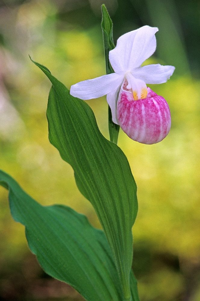 Canada-Manitoba-Agassiz Provincial Forest Showy ladys slipper orchid close-up art print by Jaynes Gallery for $57.95 CAD